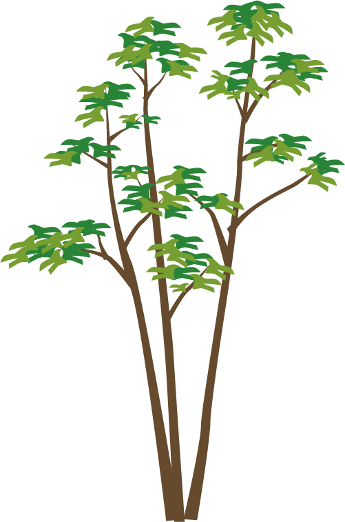 単幹樹木イメージ